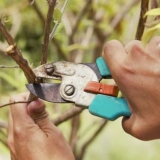 Rezidba duda (duda) u jesen, ljeto, proljeće